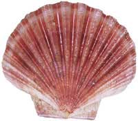 king scallop; pecten scallop; scallop; southern scallop; Tasmanian scallop; Tassie scallop